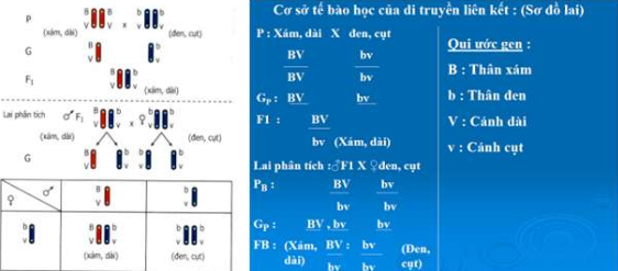 Di truyền liên kết là gì? Khi nào hiện tượng di truyền liên kết xảy ra? Bài tập liên quan đến di truyền liên kết